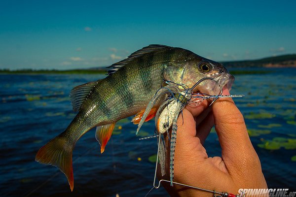 Изображение 1 : Рыбалка 19 июля 2015 г.
